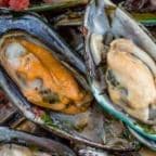 Best Sake Mussel (6) in Simcoe, ON